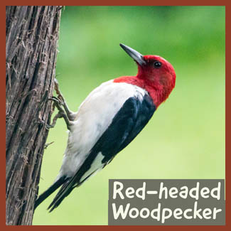Red-headed Woodpecker